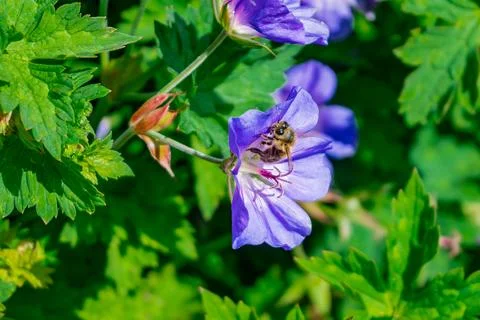 A pollinator, such as a bee, resting on a vibrant purple flower in a lush green Stock Photos