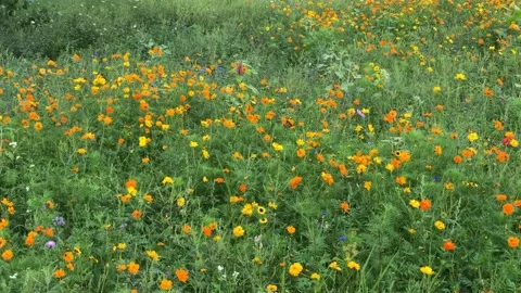 Pollinator wildflower garden Stock Footage 148307261