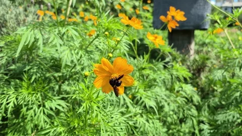 Pollinator at Work - Wild Bee on Native Flower Promoting Biodiversity 8k Video stock 306029745