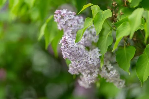 Pollinatorfriendly lilac cluster evoking bee habitat, nectarrich blossoms, co Stock Photos