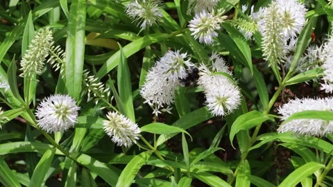 Pollinators taking nectar from flowers, 4K Stock Footage 245295678