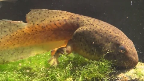 Polliwod tadpole eating on river bottom sunlight Stock Footage 93243370