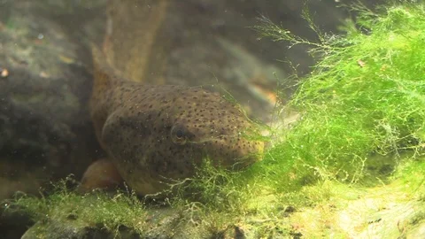 Polliwod tadpole on river bottom Stock Footage 93243358
