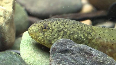 Polliwod tadpole on river bottom pan closeup Stock Footage 93242499
