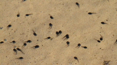 Polliwog 스톡 동영상 720544