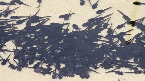 Polliwog Stock Footage 4684969