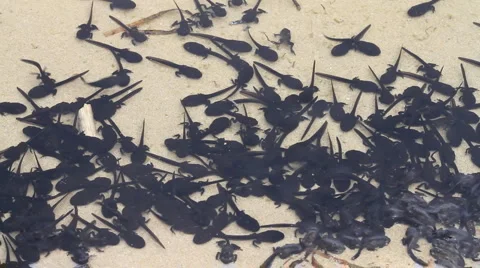 Polliwog Stock Footage 4685797