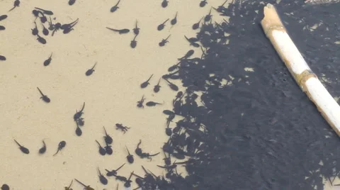 Polliwog Stock-Footage 5298385