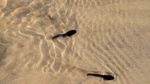 Polliwog Stock Footage 5298401