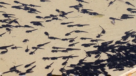 Polliwog Видео 5298413