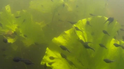 Polliwogs in a Pond Stock Footage 50741147