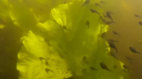Polliwogs in a Pond Stock Footage 50741343