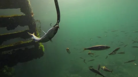 The pollock fish on the hook rods under water. Stock Footage 62237192