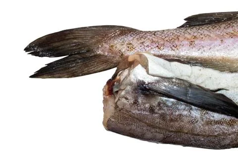 Pollock fish raw isolated on white background. Stock Photos