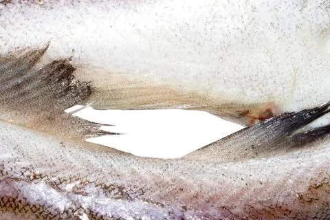 Pollock fish raw.Background of fresh raw fish. Stock Photos