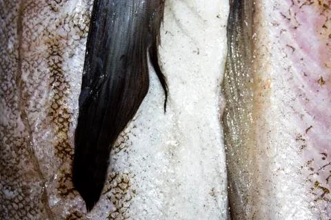 Pollock fish raw.Background of fresh raw fish. Stock Photos