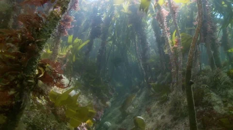 Pollok hideing in kelp Stock Footage 56563580
