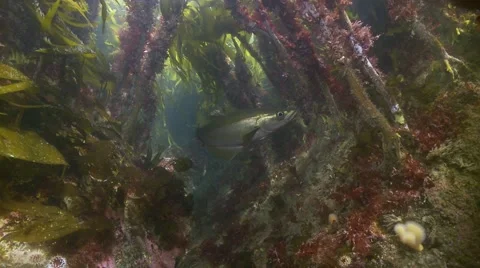 Pollok hunting in kelp Stock Footage 56563725