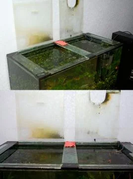 Polluted aquarium Stock Photos