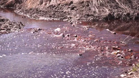 Polluted body of water. Spring. Wastes. Stock Footage 183459235