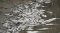 Polluted contaminated water with poisoned dead fish 4k or 4k+ Resolution