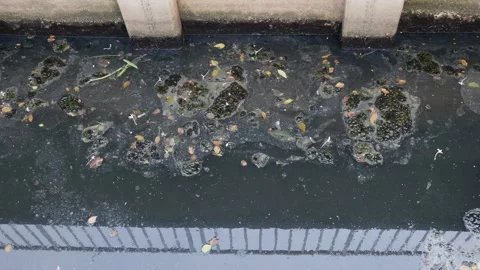 Polluted Dark Water Surface with Floating Trash Moss Stock Footage 320160756