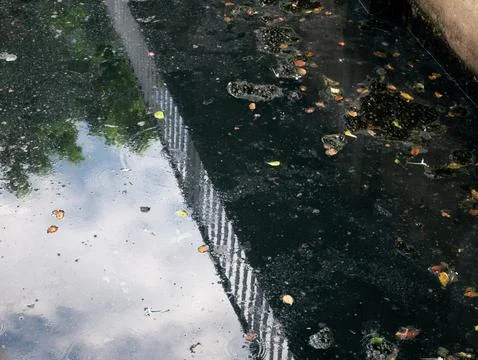 Polluted Dark Water Surface with Floating Trash Moss and Leaves Top View Stock-Fotos