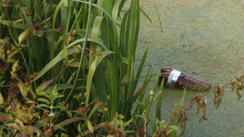 Polluted dirty standing water with plastic bottle on top Stock Footage 218138846