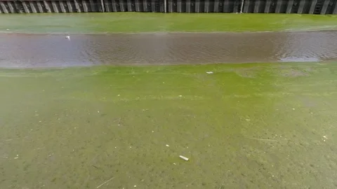 Polluted green river with thick algae cover Video stock 238985149