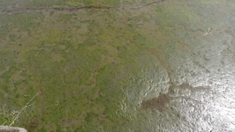 Polluted green river with thick algae cover Video stock 241231205