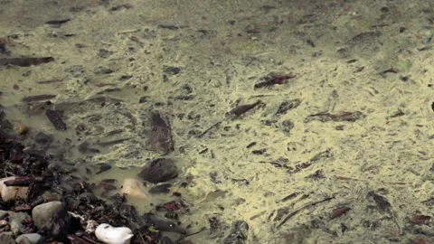 Polluted green water. 스톡 동영상 311614645