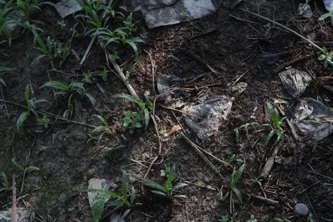 Polluted ground with plastic waste and green plants growing through the dirt Stock Photos