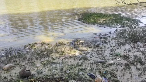 Polluted Lake 3 Stock Footage 303259922