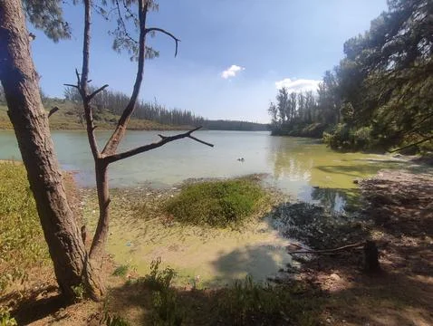 Polluted Lake 3 Stock Photos