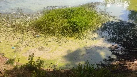 Polluted Lake 4 Stock Footage 303259842