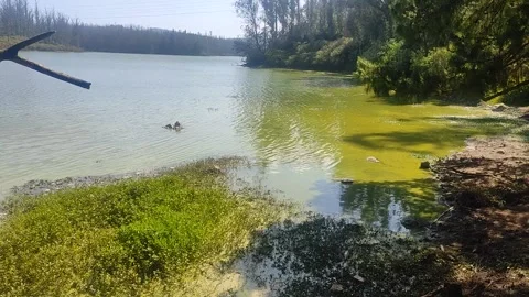 Polluted Lake 5 Stock Footage 303259881