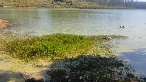 Polluted Lake 6 Stock Footage 303259877