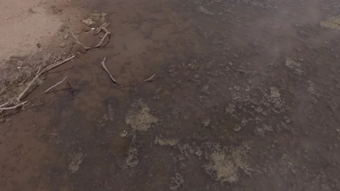 Polluted lake and dead tree aerial shot Stock Footage 233428421