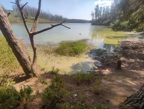 Polluted Lake Stock Photos