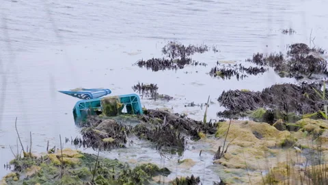 Polluted Marsh with Abandoned Plastic Waste and Algae Growth in Shallow Water Stock Footage 300453745