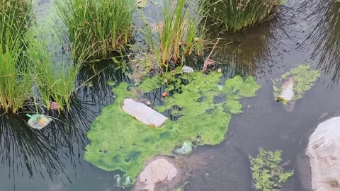 Polluted Muddy Stream With Algae and Waste 库存影片 330325284