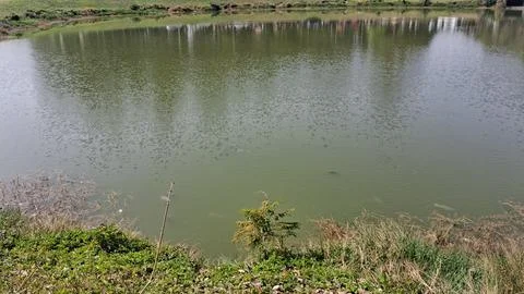 Polluted pond with green algae and stagnant water. Industrial water Stock Photos