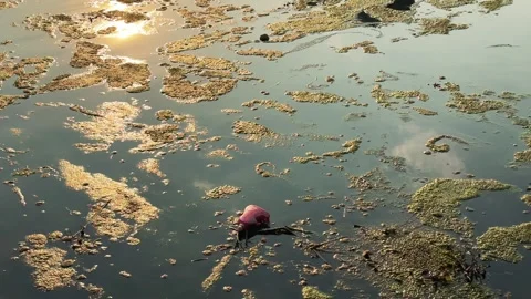 Polluted pond water covered with algae bloom floating debris. Environmental Stockbeeldmateriaal 341543324