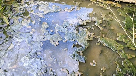 Polluted Pond Water with Visible Algae and Floating Debris Stock Footage 305525386