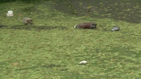 Polluted river Video stock 28991433