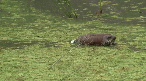 Polluted river 스톡 동영상 28991762