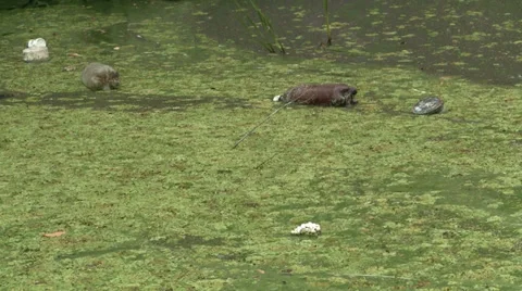 Polluted river Stock Footage 28992331