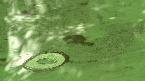 Polluted river Видео 28994489