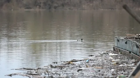 Polluted river Stock Footage 83701079