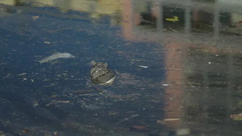 Polluted River Stock Footage 220580200